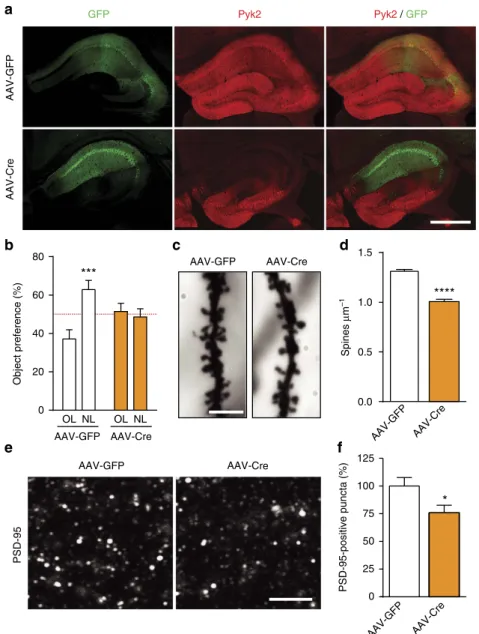 Figure 4 | Pyk2 ablation in CA1 from adult mice induces spatial learning deficits and spine alterations