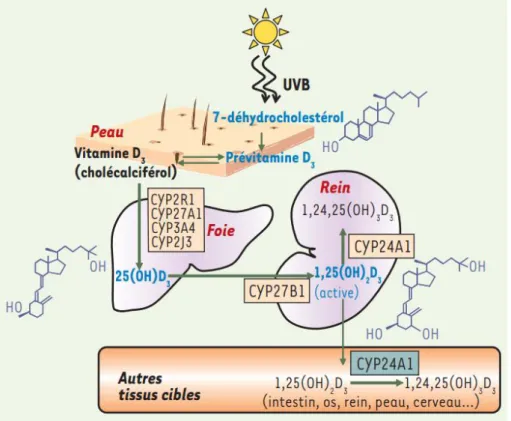 Figure 1 : Métabolisme de la vitamine D 3