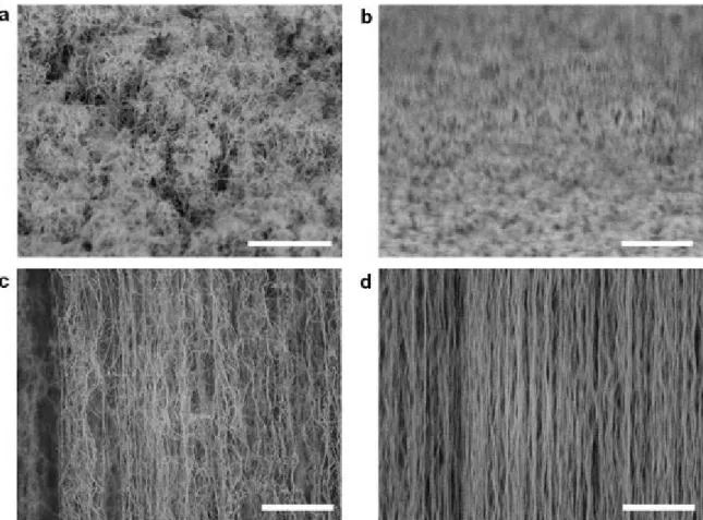 Figure S2  |  Scanning electron microscope images of VAMWNT with (22 nm‐diameter MWNT) or  without water‐assisted method (13 nm‐diameter MWNT).  a,  Tilted view of VAMWNT without  water‐assisted method. A great deal of amorphous carbon exists on the top su