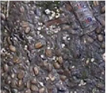 Figure 5.12 Coffee Beans in Scum Chamber 