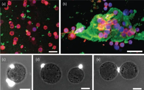 Fig. 4 Assembly of fluorescent DNA hexagonal arrays. (a) Diagram of the biotinylated three-point-star monomer used to form the DNA arrays