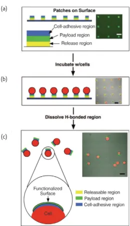 Fig. 6 Overview of a cell functionalization scheme, using cell-adhesive  polyelectrolyte patches