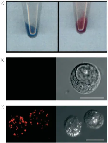 Fig. 8 a) Photographs of tubes containing PDA-labeled cells after  sedimentation. Left tube: blue cells before treatment; right tube: cells after  incubation with oleic acid (180 μM), b) and c) are confocal microscopy  fluorescence images (left) and transm