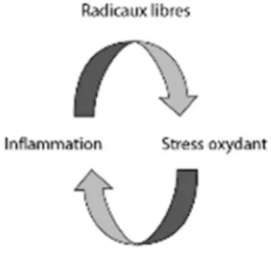 Figure 2. Lien entre le stress oxydant et l’inflammation 