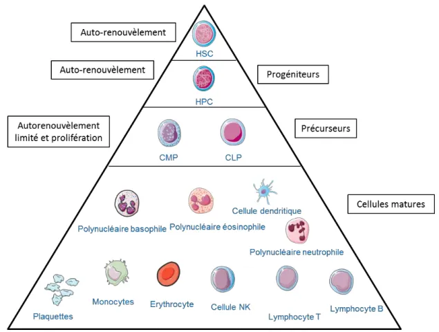 Figure  4 :  Représentation  schématique  simplifiée  de  l’hématopoïèse.  La  cellule  souche  hématopoïétique (HSC : hematopoietic stem cell) multipotente, capable d’auto-renouvèlement,  se  différencie  en  progéniteurs  multipotents  possédant  un  hau