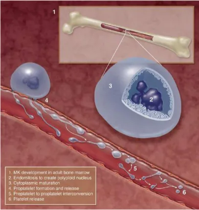 Figure  6 :  Illustration  des  étapes  de  différenciation  d’un  MK  en  plaquette. 1) différenciation des MK  dans  la  moelle  osseuse  sous  l’influence  de  la  TPO
