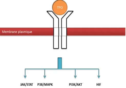 Figure 7 : Représentation schématique des mécanismes moléculaires induits par la TPO. Suite  à  la  fixation  du  TPO  sur  son  récepteur  homodimérique  c-MPL,  une  activation  de  plusieurs  voies de signalisation en aval du récepteur aura lieu.