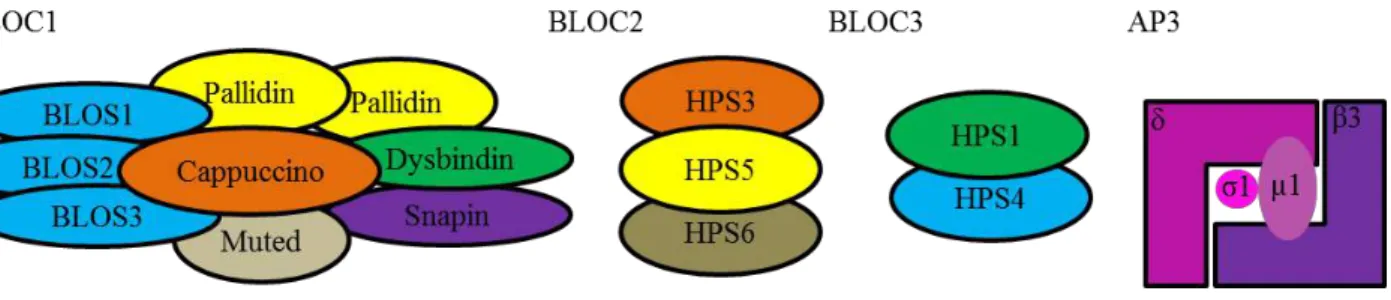 Figure  12 :  Les  complexes  impliqués  dans  la  formation  des  granules  denses.  Les  protéines  BLOC  ont  un  rôle  clé  dans  la  formation  des  granules  denses