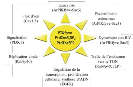 Figure  19 :  Fonctions  de  PIKfyve  et  de  ses  produits  le  PtdIns5P  et  le  PtdIns(3,5)P 2 