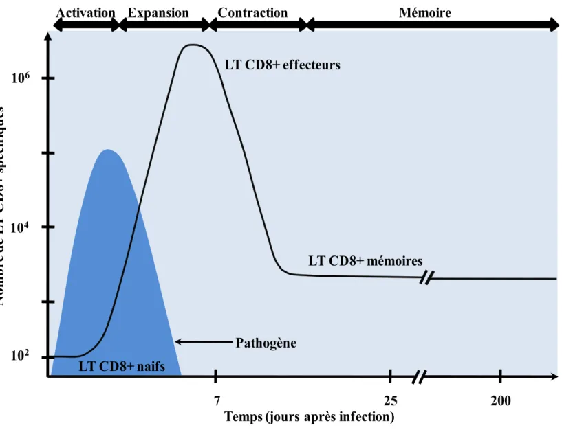 Figure 1. Cinétique de la réponse de LT CD8+ induite suite à une infection aiguë chez la souris  (d’après William et al [6])