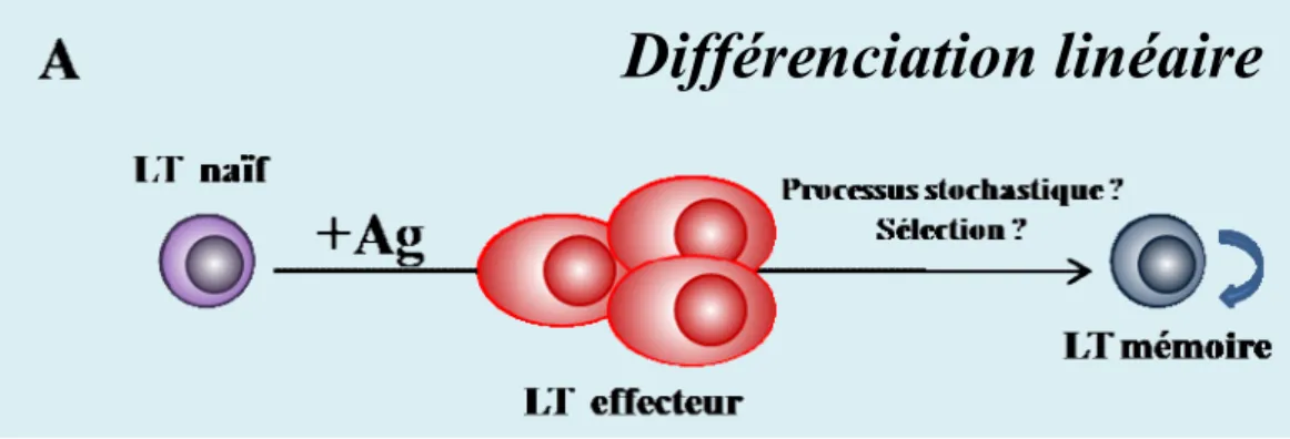 Figure 4. Modèles de différenciation des LT CD8+ mémoires (relation LT EFF /CD8+ mémoires)