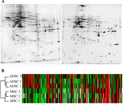 Fig. 2 – Differential proteomic analysis of MSC and ADSC. A) 2D gel electrophoresis was performed using whole cell protein extracts from ADSC (left panel) and MSC (right panel)