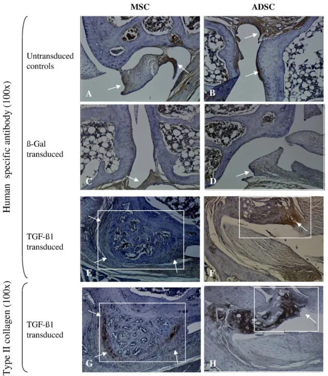 Fig. 5 – In vivo differentiation of ADSC and MSC in SCID mice. Knee joints of treated animals were analysed by immunostaining.