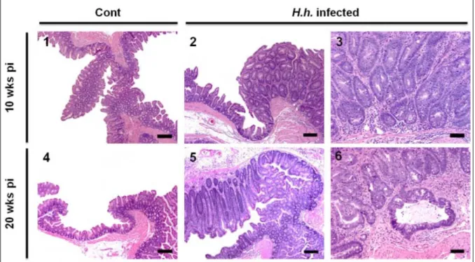 Figure  1.  Colon  histopathology  in  H.  hepaticus  infected  Rag2 -/-   mice.    Photomicrographs  of  H&amp;E-stained sections of ileocecocolic junction