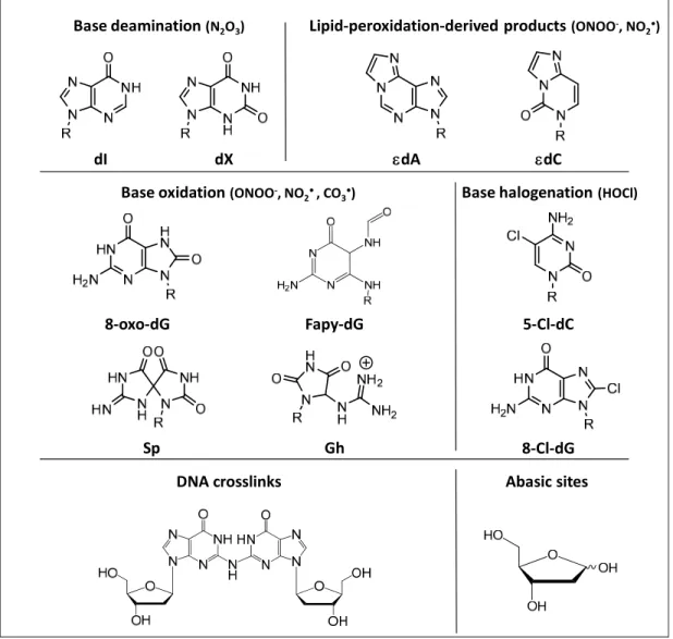 Figure 5. Overview of DNA damage products that are related to colitis-associated carcinogenesis