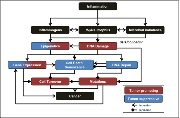 Figure 6.  Overview of mechanisms that may contribute to tumor initiation and promotion during colitis- colitis-associated carcinogenesis
