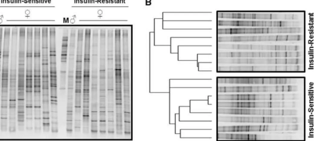 Fig. 1 DNA gut microbial profile from the ceca of insulin-sensitive and insulin-resistant obese patients