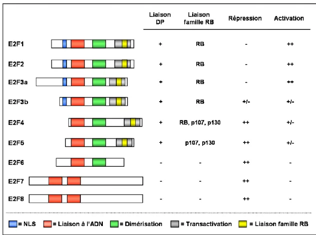 Figure 1 : Caractéristiques structurales des facteurs de transcription de la famille E2F