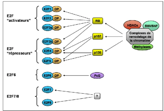 Figure 2 : Organisation du réseau E2F/RB chez les mammifères. 