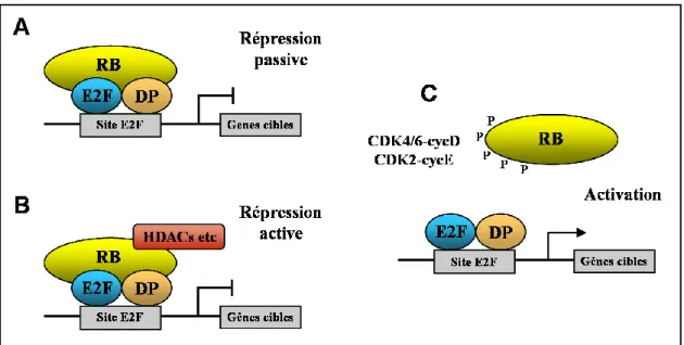 Figure 3 : Deux mécanismes de répression de la transcription dépendante de E2F par fixation de  RB aux complexes E2F-DP au cours de la phase G0/G1 du cycle cellulaire