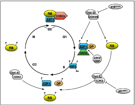 Figure 4 : Régulation de l’activité de E2F1 au cours du cycle cellulaire. 