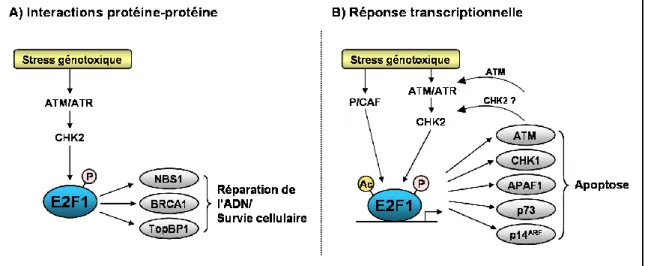 Figure 5 : Rôle de E2F1 dans la réponse aux dommages de l’ADN. 