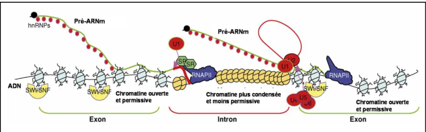 Figure 10 : Régulation de l’épissage du pré-ARNm par la structure chromatinienne et par les  enzymes de remodelage de la chromatine