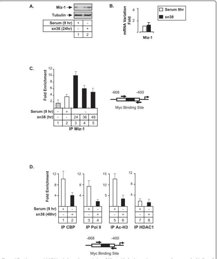 Figure 5 Topoisomerase I inhibition induces the association of Miz-1 with the Aurora-A promoter and prevents the binding of transcriptional coactivators