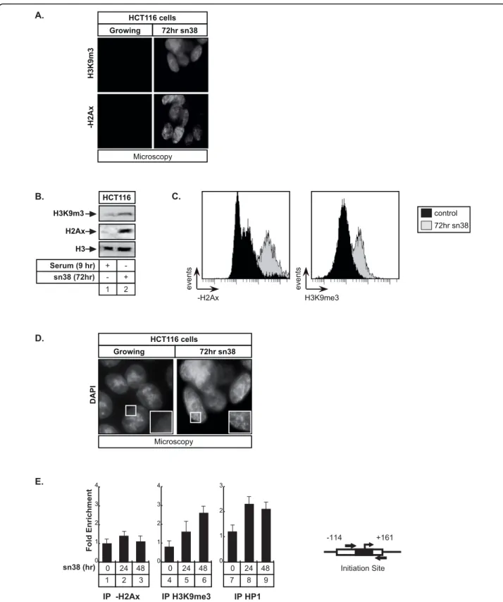 Figure 6 The Aurora-A promoter is located within SAHF foci following sn38 treatment. A, B and C