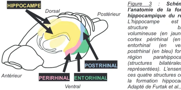 Figure 3 : Schéma de  l’anatomie de la formation  hippocampique du rongeur. 