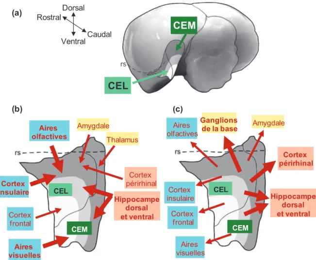 Figure 6 : Résumé des afférences et efférences du cortex entorhinal latéral (CEL) et du  cortex entorhinal médian (CEM) chez le rat