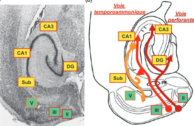 Figure 8 : Représentation  globale classique de la  boucle de fonctionnement  de la formation  hippocampique