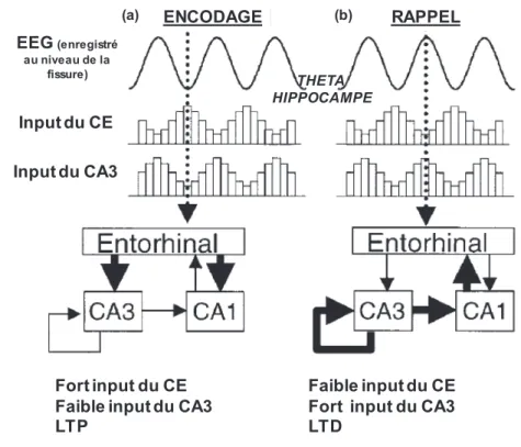 Figure 9 : Représentation schématique des modifications de la transmission  synaptique liées à la dynamique des oscillations thêta dans l’hippocampe