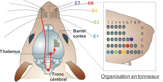 Figure 12 :  Organisation  somatotopique du  système des  vibrisses.  La  disposition des  vibrisses est similaire  à celle du barrel  cortex : chaque  vibrisse active une  colonne précise du  barrel cortex