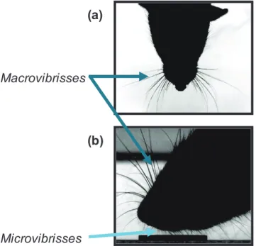 Figure 14 : Distinction morphologique  et fonctionnelle entre les  macrovibrisses et les microvibrisses