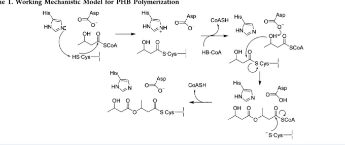 Figure 1. Structures of the artiﬁcial primer 3 H-labeled saturated trimer CoA ([ 3 H]sTCoA), the methylene analogue of HBCoA (HBCH 2 CoA), the expected elongation product of sT-PhaC reacted with HBCH 2 CoA (sT 4 CH 2 CoA), the observed elongation product o