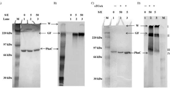 Figure 2. SDS−PAGE (10%) and autoradiography monitoring the reaction of PhaC Cc and sT-PhaC Cc with 5 or 50 equiv of [1- 14 C]HBCoA