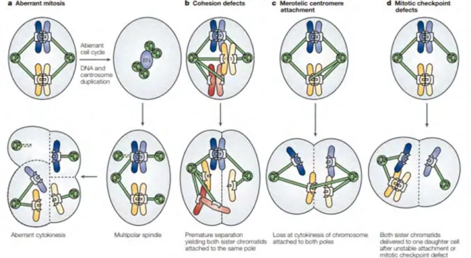 Figure 5 : Origines de l’aneuploïdie.  