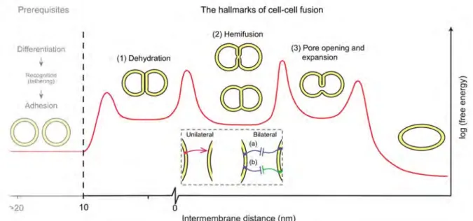 Figure 10 : Les grandes étapes de la fusion cellule-cellule. 