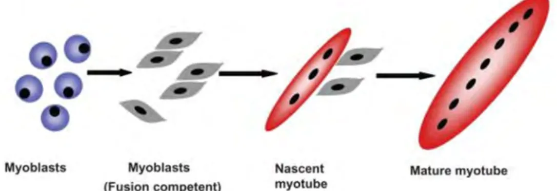 Figure 13 : Fusion des myoblastes. 