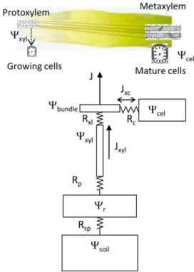 Figure 8. Schematic representation of the hydraulic model. C soil , Water potential of the soil surrounding roots during the night, close to the predawn water potential