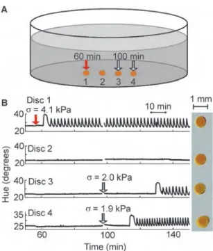 Fig. 5 Mechanically triggered communication in stationary BZ gel discs. (a) Schematic of experiment showing that two BZ gel discs were submerged in a solution with BZ reagents while disc 1 was mechanically triggered at t = 37 min.