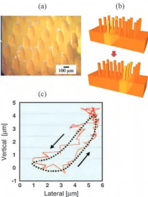 Fig. 2 A ciliary motion actuator 70 fabricated from the self-oscillating BZ gel. (a) A gel plate with micro projection structure array (cilia) on its surface