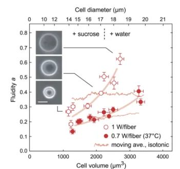 Fig. 7 shows increases and decreases in uidity for two mean laser powers with cell swelling and shrinking, respectively.