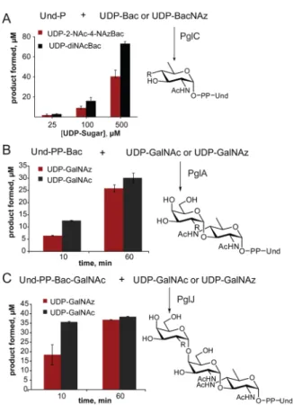 Figure 2. Kinetic analysis of PglC, PglA, and PglJ comparing natural and azide-modiﬁed substrates (R = NHAc or NHAz)