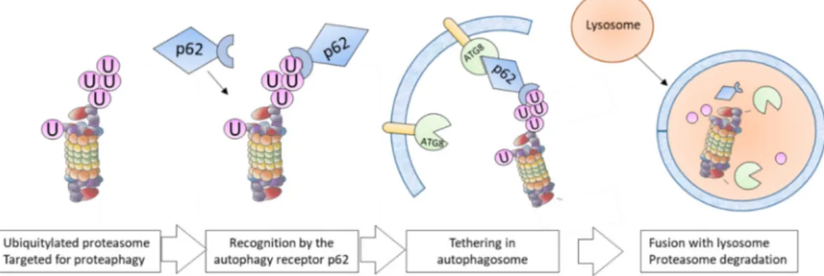 Figure 3. Main steps occurring during proteaphagy. In mammalian cells, ubiquitylated proteasomes  are recognized by the autophagy receptor p62 that interacts with lipidated ATG8 proteins tethered  into the autophagosome membranes