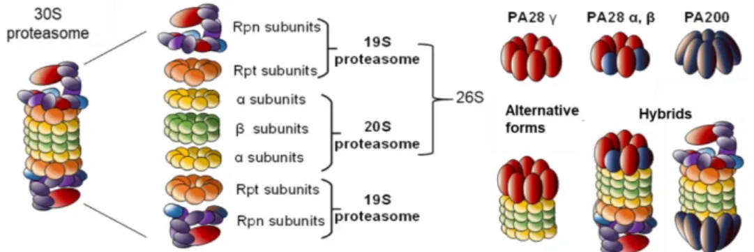 Figure 1.  Proteasome complexity. The 26S proteasome is the most studied proteasome. However,  alternative  regulatory  particles  19S,  PA28  or  PA200  are  able  to  cap  the  core  20S  proteasome  to Figure 1