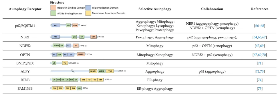 Table 1. Structure and functions associated to the most studied autophagy receptors. Among more than 30 autophagy receptors known so far in mammalians, structural similarities and preserved functional domains are observed such as the presence of ubiquitin 