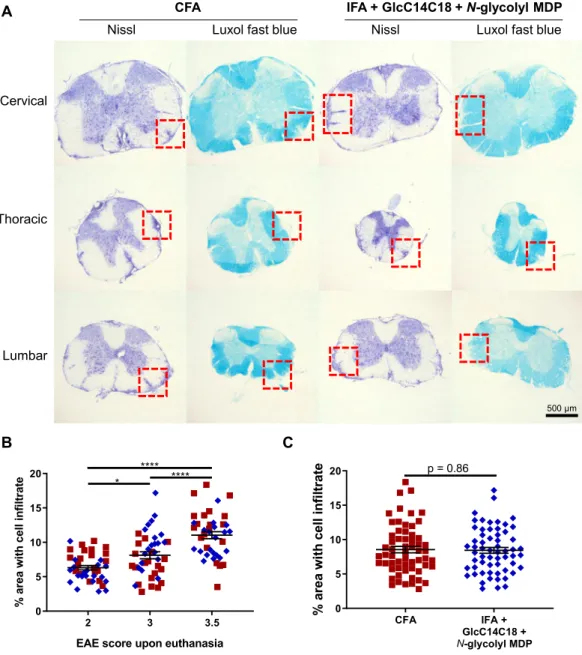 Figure 7.  Spinal cord pathology in RR-EAE mice induced by IFA +GlcC14C18+MDP. (A) Nissl and Luxol fast  blue (LFB) stains of spinal cord sections from RR-EAE-induced mice at day 28 post injection, having an EAE  score of 3.5 upon euthanasia