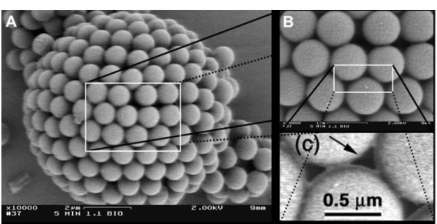 Figure 9. A colloidosome is a spherical shape made of colloids (polystyren molecules here), which is described by Thomson’s model